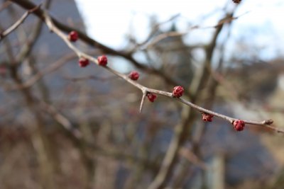 Chaenomeles japonica - kvěntní pupen (2)